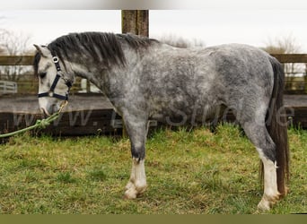 Welsh-A, Hengst, 3 Jaar, 120 cm, Schimmel