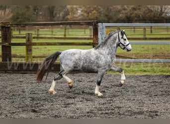 Welsh-A, Hengst, 3 Jaar, 120 cm, Schimmel