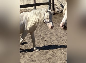 Welsh-A, Hengst, 3 Jaar, Cremello