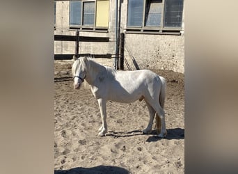 Welsh-A, Hengst, 3 Jaar, Cremello