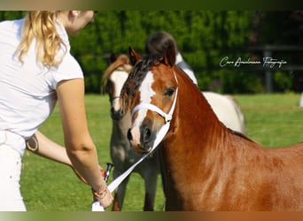 Welsh-A, Hengst, 3 Jahre, 117 cm, Brauner