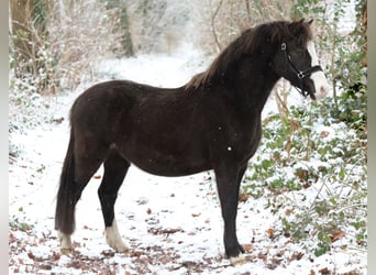 Welsh-A, Hengst, 3 Jahre, 119 cm, Rappe