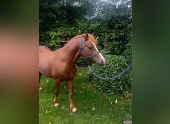 Welsh-A, Hengst, 3 Jahre, 120 cm, Dunkelfuchs