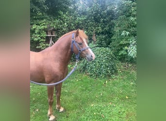 Welsh-A, Hengst, 3 Jahre, 120 cm, Dunkelfuchs