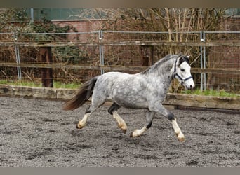 Welsh-A, Hengst, 3 Jahre, 120 cm, Schimmel