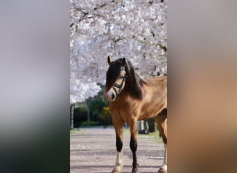 Welsh-A, Hengst, 3 Jahre, 122 cm, Buckskin