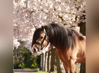 Welsh-A, Hengst, 3 Jahre, 122 cm, Buckskin