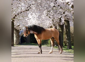 Welsh-A, Hengst, 3 Jahre, 122 cm, Buckskin