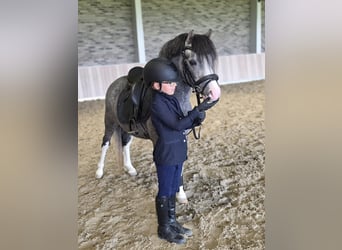 Welsh-A, Hengst, 3 Jahre, 122 cm, Schimmel