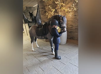 Welsh-A, Hengst, 3 Jahre, 122 cm, Schimmel