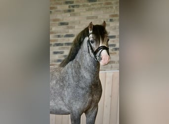 Welsh-A, Hengst, 3 Jahre, 122 cm, Schimmel