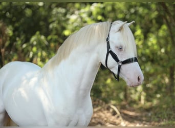 Welsh-A, Hengst, 3 Jahre, 123 cm, Cremello