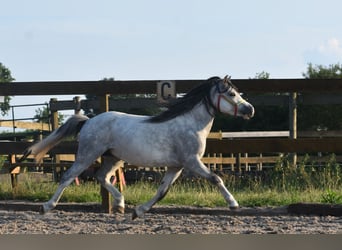 Welsh-A, Hengst, 3 Jahre, Apfelschimmel
