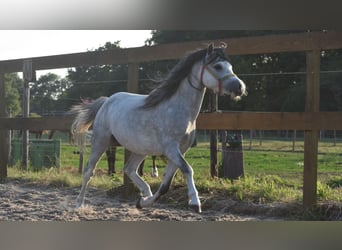 Welsh-A, Hengst, 3 Jahre, Apfelschimmel
