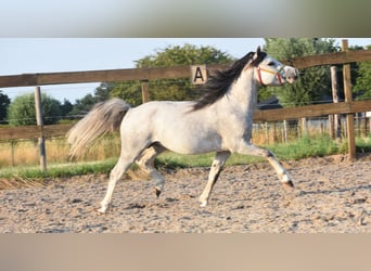 Welsh-A, Hengst, 3 Jahre, Apfelschimmel