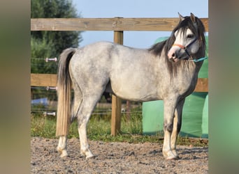 Welsh-A, Hengst, 3 Jahre, Apfelschimmel