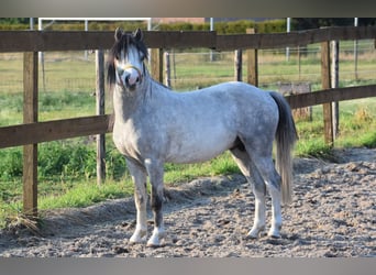 Welsh-A, Hengst, 3 Jahre, Apfelschimmel