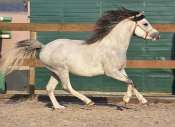 Welsh-A, Hengst, 3 Jahre, Apfelschimmel