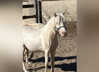 Welsh-A, Hengst, 3 Jahre, Cremello