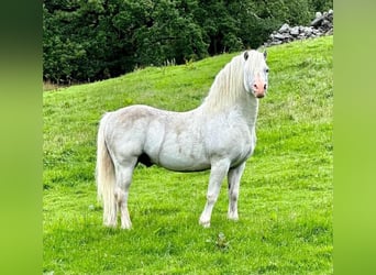 Welsh-A, Hengst, 4 Jaar, 115 cm, Donkerbruin