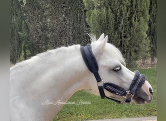 Welsh-A, Hengst, 4 Jaar, 115 cm, Schimmel