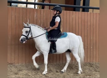 Welsh-A, Hengst, 4 Jaar, 115 cm, Schimmel