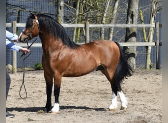 Welsh-A, Hengst, 4 Jaar, 117 cm, Bruin