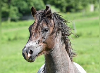 Welsh-A, Hengst, 4 Jaar