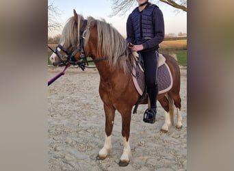 Welsh-A, Hengst, 4 Jahre, 117 cm, Fuchs
