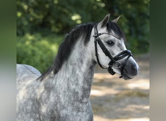 Welsh-A, Hengst, 4 Jahre, 118 cm, Apfelschimmel