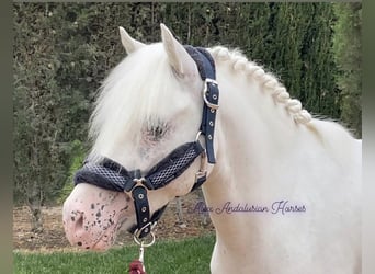 Welsh-A, Hengst, 5 Jaar, 115 cm, Schimmel