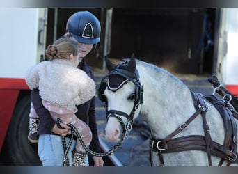 Welsh-A, Hengst, 5 Jaar, 119 cm, Schimmel