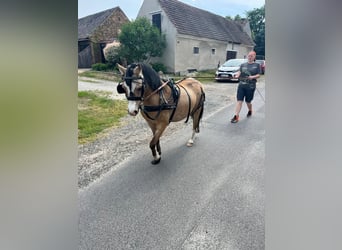 Welsh-A, Hengst, 5 Jahre, 120 cm, Buckskin