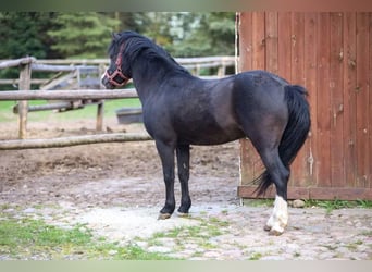 Welsh-A, Hengst, 6 Jaar, 115 cm, Zwart