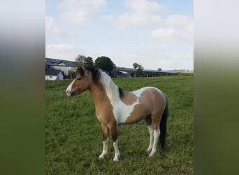 Welsh-A Mix, Hengst, 6 Jaar, 118 cm, Gevlekt-paard