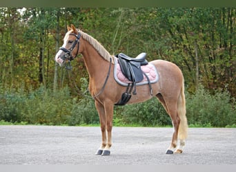 Welsh-A, Hengst, 6 Jahre, 122 cm, Fuchs