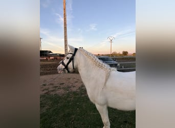Welsh-A, Hengst, 7 Jahre, 108 cm, White