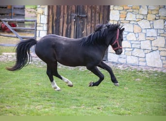 Welsh-A, Hengst, 7 Jahre, 115 cm, Rappe