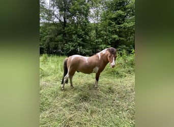 Welsh-A Mix, Hengst, 7 Jahre, 115 cm, Schecke