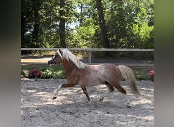 Welsh-A, Hengst, 8 Jaar, 115 cm, Vos