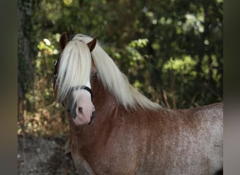 Welsh-A, Hengst, 8 Jaar, 115 cm, Vos