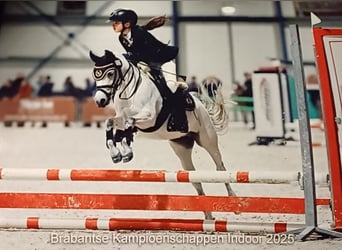 Welsh-A, Hengst, 8 Jahre, 117 cm, Apfelschimmel