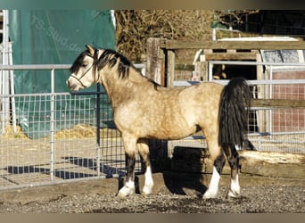 Welsh-A, Hengst, 8 Jahre, 118 cm, Falbe