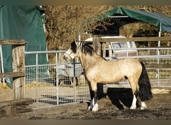 Welsh-A, Hengst, 8 Jahre, 118 cm, Falbe