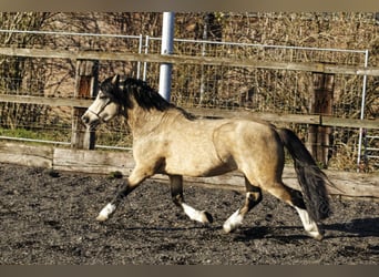 Welsh-A, Hengst, 8 Jahre, 118 cm, Falbe