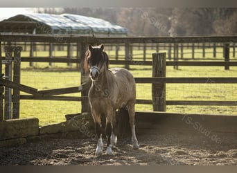 Welsh-A, Hengst, 8 Jahre, 118 cm, Falbe