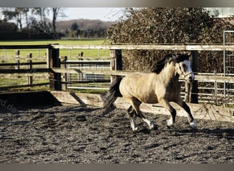 Welsh-A, Hengst, 8 Jahre, 118 cm, Falbe