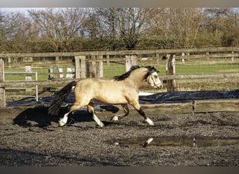 Welsh-A, Hengst, 8 Jahre, 118 cm, Falbe