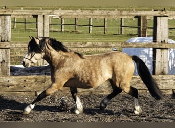 Welsh-A, Hengst, 8 Jahre, 118 cm, Falbe
