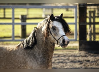 Welsh-A, Hengst, 8 Jahre, 118 cm, Falbe